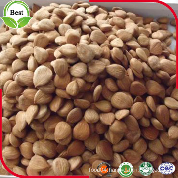 Bulk Dry Bitter Apricot Kernel